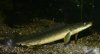 bichir3.JPG