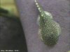 gastromyzon_punctulatus_07_small.jpg gastromyzon_punctulatus_07_small.jpg