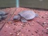 DSC01107.JPG