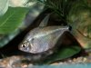 ctenobrycon_spilurus_hauxwellianus4.jpg