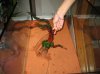 Resize of IMG_1939.JPG