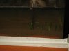 Resize of IMG_1960.JPG