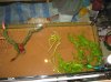 Resize of IMG_1965.JPG