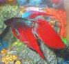 betta 2.jpg