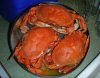 crab.jpg