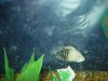 kids.fish.mix2 036.JPG kids.fish.mix2 036.JPG