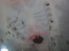 GIL SLIT PARasite 007.JPG GIL SLIT PARasite 007.JPG