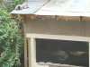 Raccoons On Aquarium Roof 554.jpg
