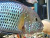 fish duh 002.JPG