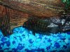 fishies 006.JPG