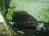 fishies 009.JPG
