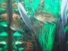 fishies 004.JPG