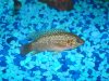 fishies 001.JPG