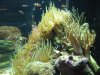 Aquarium 018.jpg