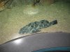 Aquarium 023.jpg