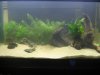 New 40 aquascape 002.jpg New 40 aquascape 002.jpg