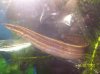 fire eel.jpg