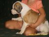 7 weeks old 004.jpg