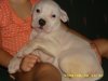 7 weeks old 019.jpg