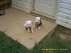 7 weeks old 027.jpg