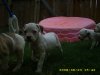 7 weeks old 029.jpg