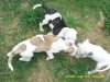 7 weeks old 040.jpg
