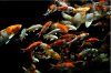 koi1.jpg
