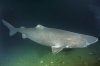 Greenland Shark 004.jpg