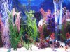 angel tank 045.JPG