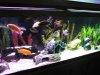 pic of aquari 043.JPG