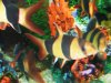 loaches 033.JPG