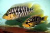 Parachromis sp La Ceiba "Yellow Head".jpg