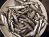 800px-whitebait.jpg
