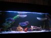 Frontosa tank (7).jpg
