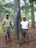 alligator_gar.jpg