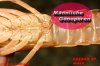 Cherax%20sp_4.jpg