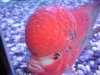 DSC04773.JPG