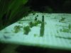 Moss Carpet 019.jpg