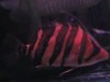 My tanks 013.jpg
