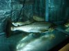 DSC00322.JPG