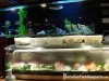 m fish1.jpg