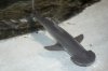 Bonnethead.20175537_std.jpg