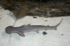Bonnethead-shark-004.jpg