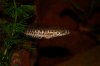 DSC_0216-1.JPG