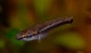 DSC_0243-1.JPG