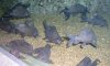 p28e Synodontis eupterus.jpg
