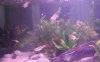 Snakehead 01.jpg