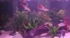 Snakehead 3.jpg