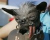 Ellwood-Worlds-Ugliest-Dog-thumb.jpg