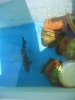 IMG_5221 One of the Pacus.JPG